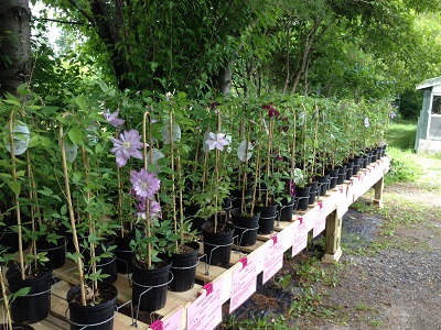 Clematis tables
