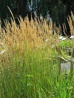 Grass Calamagrostis ac. 'Karl
                                Foerster'
