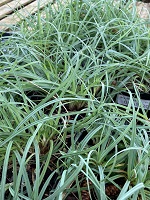 Grass Carex glauca 'Blue Zinger'