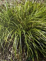 Grass Carex pensylvanica