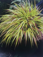 Grass Hakonechloa macra 'Sunflare'