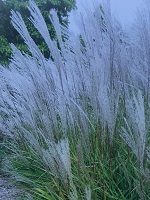 Grass Miscanthus
                                sin.'Purpurascens'