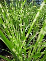 Grass Miscanthus sin. 'Strictus'