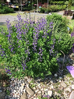 baptisia