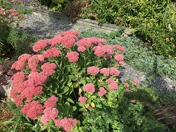 sedum
                          autumn joy