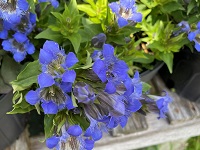 GENTIANA