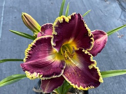 Hemerocallis Spacecoast Better Late