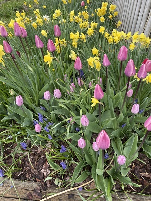 tulips
                          front