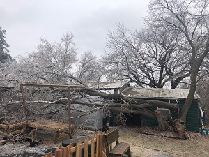 ice
                          storm