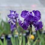 Iris
                          Batik