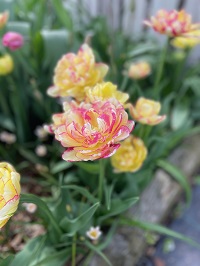 Tulip at
                          front