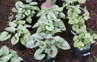 Brunnera - Jack Frost