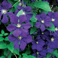 Clematis