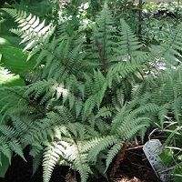 Ferns