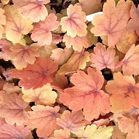 Heuchera