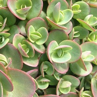 Sedum Low