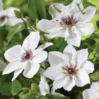 Clematis Ninon
