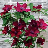 Clematis Nubia