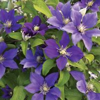 Clematis Olympia