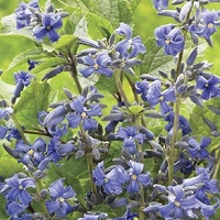 Clematis hera. 'China Purple'