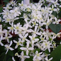 Clematis paniculata