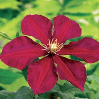 Clematis Niobe