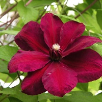 Clematis x Westerplatte