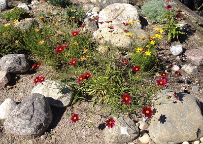 Coreopsis