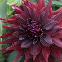 Dahlia Bridgitta Alida