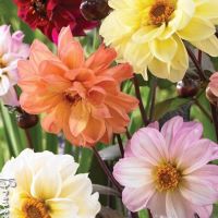 Dahlia Bronze Leaf Mix