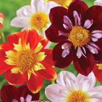 Dahlia Collarette Mix