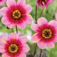 Dahlia Mignon Neon Flair