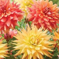 Dahlia Peach Bellini mix