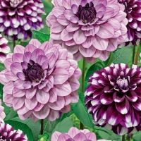 Dahlia Smokey Amethyst mix