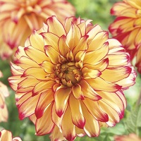 Dahlia Lady Darlene