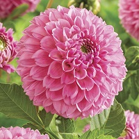 Dahlia Sweet Fabienne