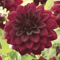 Dahlia Arabian Night