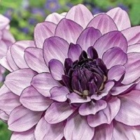 Dahlia Creme de Cassis