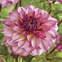 Dahlia Muchacha