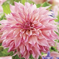 Dahlia Cafe au Lait Royal