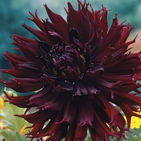 Dahlia Kenora Macop-B