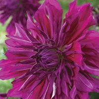 Dahlia Purple Taihejo