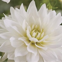 Dahlia Karma Maarten