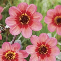 Dahlia Dahlegria Tricolore