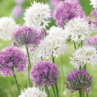 Allium Summer Fireworks