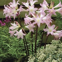 Amaryllis Belladonna