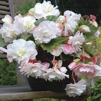 Begonia Angelique