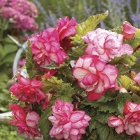 Begonia Pink Wave