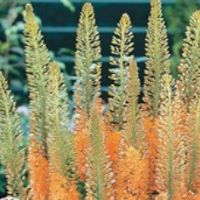 Eremurus Copper