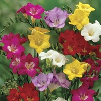 Freesia Single Mixed